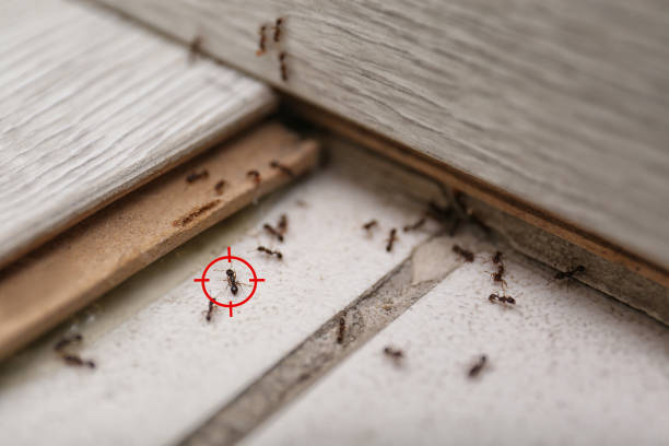 Best Spider Control Near Me  in Antioch, IL