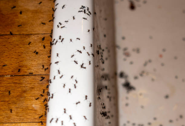 Best Pest Prevention Services  in Antioch, IL