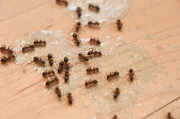 Best Spider Control Near Me  in Antioch, IL